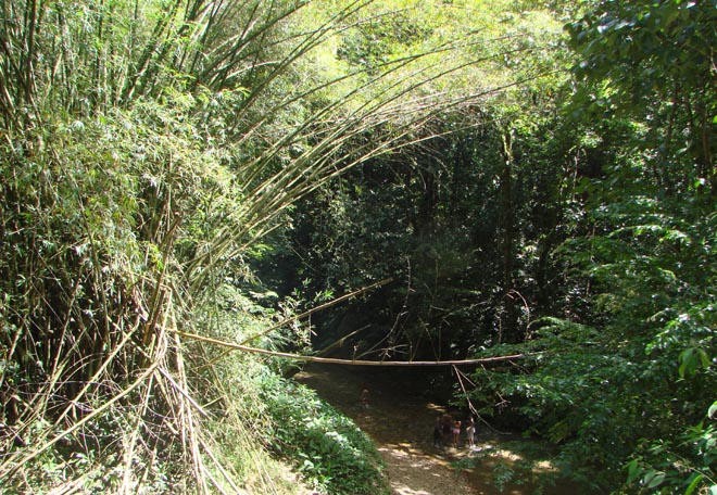 Bamboo stands everywhere © BW Media
